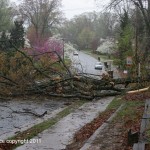 tree across road